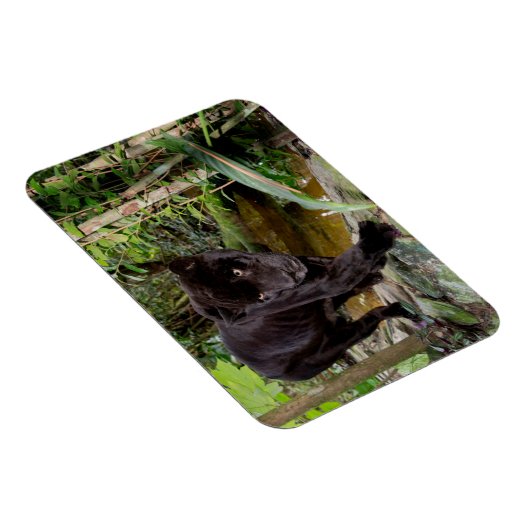 Belize City Zoo. Zwarte panter Magneet (Rechterzijde)