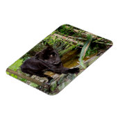 Belize City Zoo. Zwarte panter Magneet (Linkerzijde)