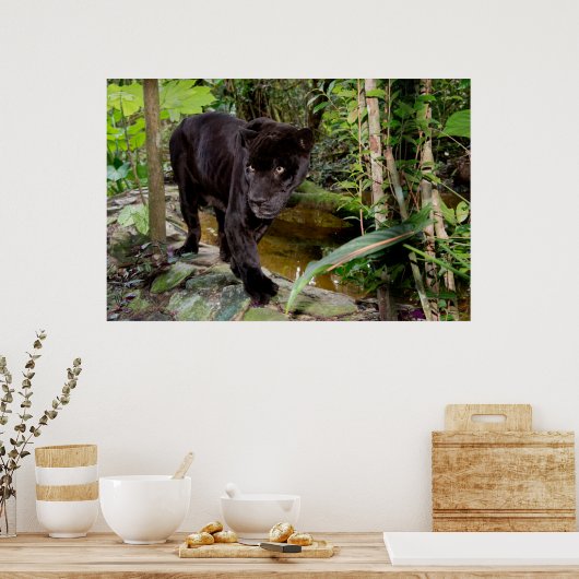 Belize City Zoo. Zwarte panter Poster (Keuken)