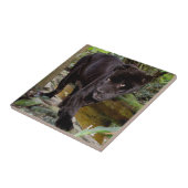 Belize City Zoo. Zwarte panter Tegeltje (Zijkant)