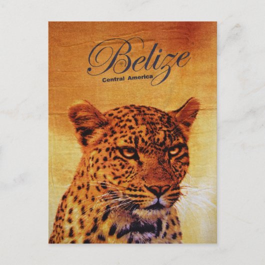 Belize Jaguar Briefkaart (Voorkant)