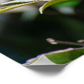 Belize Lizard, vreedzaam Sinaasappel Iguana Poster (Hoek)