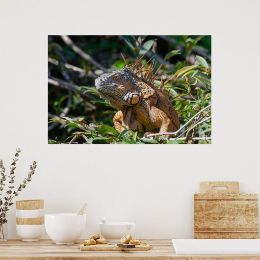 Belize Lizard, vreedzaam Sinaasappel Iguana Poster (Keuken)
