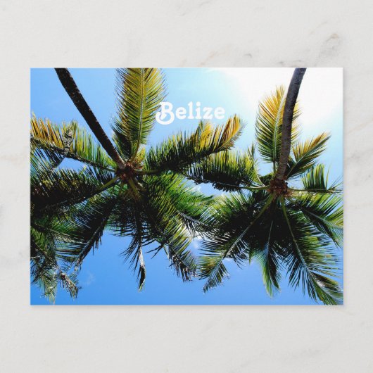 Belize Palm Trees Briefkaart (Voorkant)