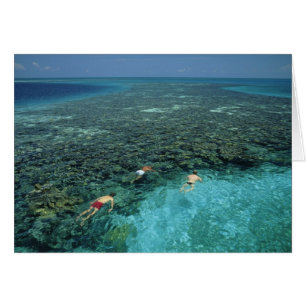 Belize, récif de la barrière, récif Lighthouse, bl