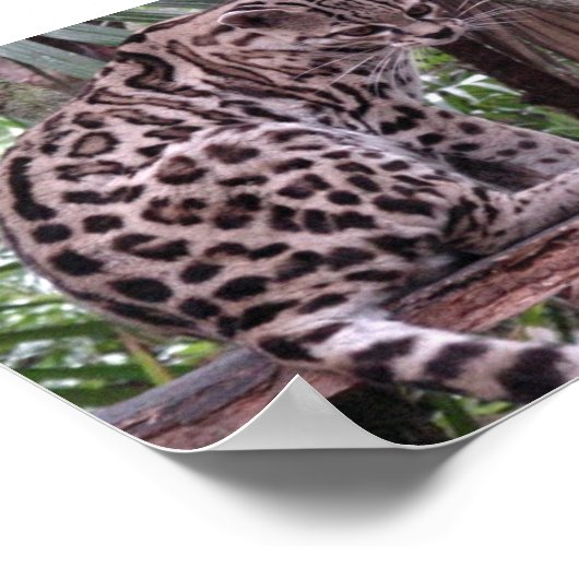 Belize Zoo Poster (Hoek)