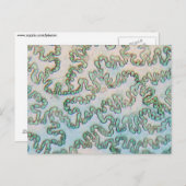 Bell pepper epidermis onder de microscoop briefkaart (Voorkant / Achterkant)