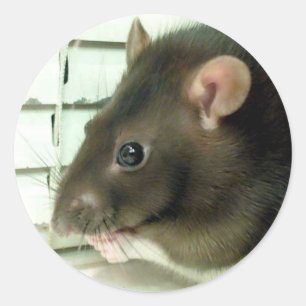 Bell the Rat Stickers