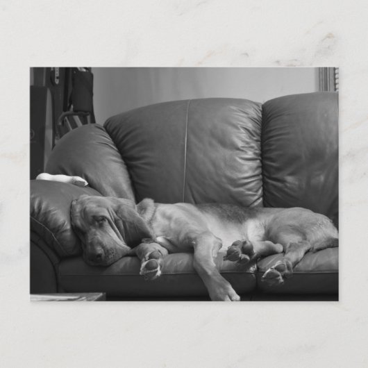 Bella Bloodhound Post Card Briefkaart (Voorkant)