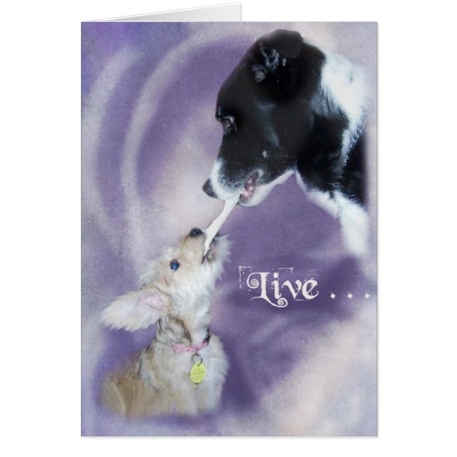 Bella&Buddy (Devant)