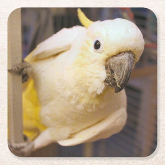 Bella jongen vierkante kartonnen onderzetter (Voorkant)