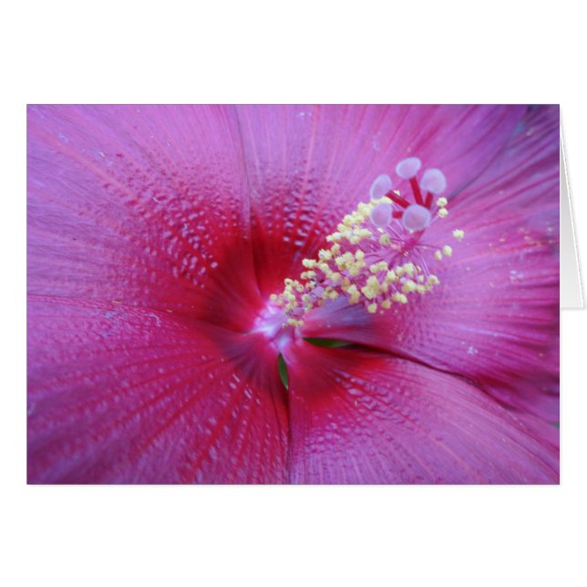 Bella Pink (Devant Horizontal)