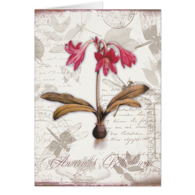 Belladone d'amaryllis (Devant)