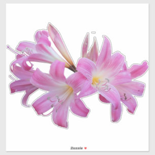 Belladonna Lily Jersey Bloem Sticker