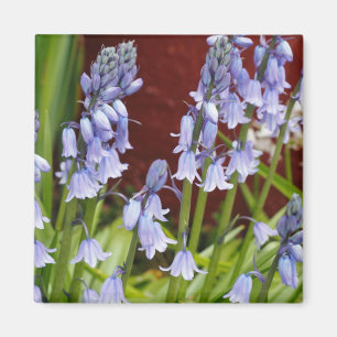 Bellbloemen voor een rode muur magneet