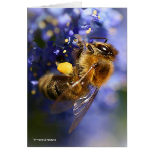 Belle abeille de miel sur la Californie Lilac