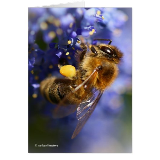 Belle abeille de miel sur la Californie Lilac (Devant)