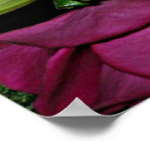 Belle affiche (Coin)