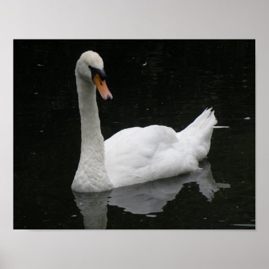 Belle Affiche Cygne Blanc (Devant)
