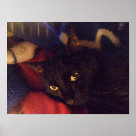 Belle affiche de chat noir (Devant)