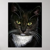 Belle affiche de chat noir et blanc (Devant)