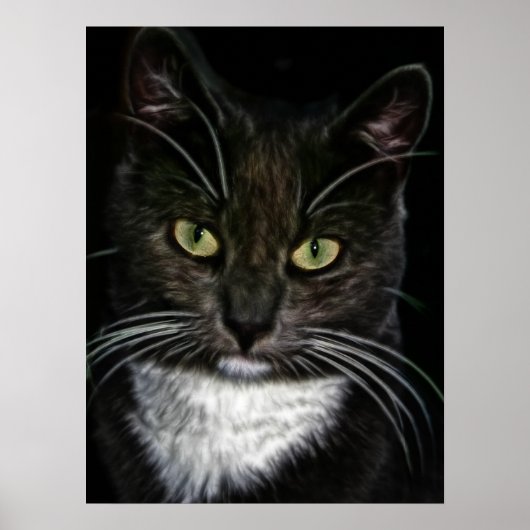 Belle affiche de chat noir et blanc (Devant)