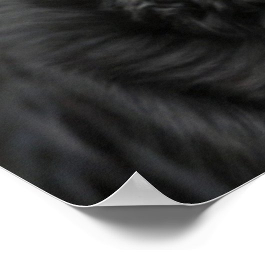 Belle affiche de chien Rottweiler (Coin)