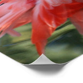 Belle affiche de Flamant rose rose. (Coin)