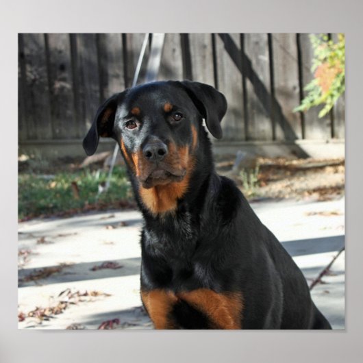 Belle affiche de Heidi Rottweiler (Devant)
