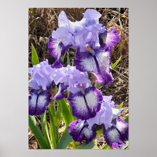 Belle affiche de jardin de fleurs d'iris lilas vio (Devant)