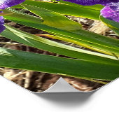 Belle affiche de jardin de fleurs d'iris lilas vio (Coin)