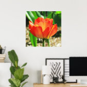 Belle affiche de la tulipe de corail (Bureau à domicile)