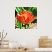Belle affiche de la tulipe de corail (Cuisine)