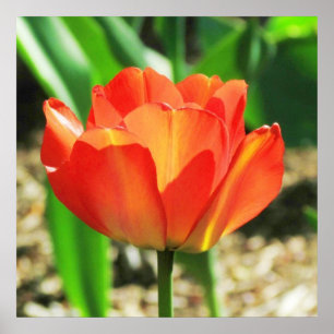 Belle affiche de la tulipe de corail