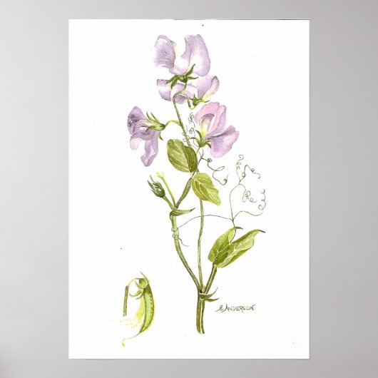 Belle affiche de pois doux de couleur violet (Devant)