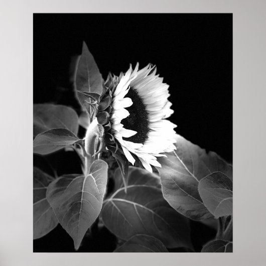 Belle affiche de tournesol en noir et blanc (Devant)