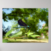 Belle affiche Demoiselle (Devant)