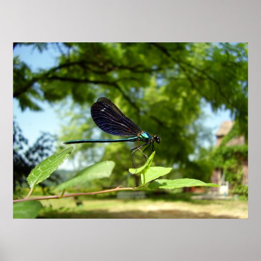 Belle affiche Demoiselle (Devant)