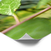 Belle affiche Demoiselle (Coin)