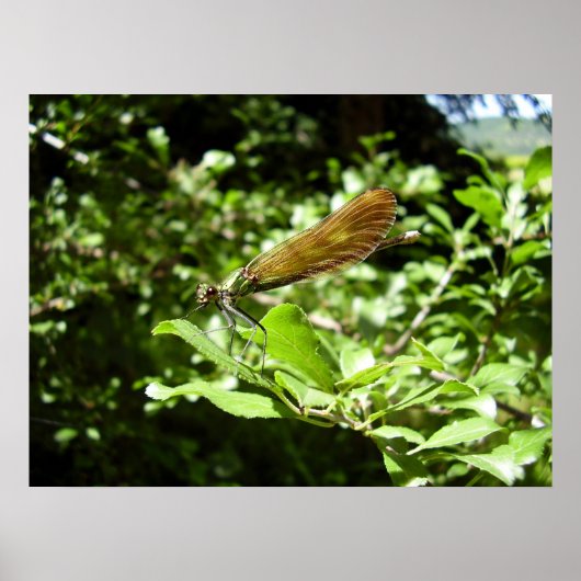 Belle affiche Demoiselle (Devant)