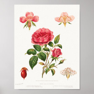 Belle affiche d'illustration Vintage