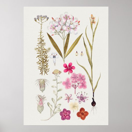 Belle affiche d'illustration Vintage (Devant)