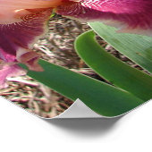 Belle affiche du jardin de fleurs roses foncées de (Coin)