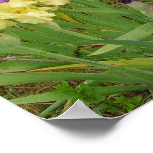 Belle affiche du jardin fleuri Iris Irises (Coin)