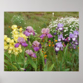 Belle affiche du jardin fleuri Iris Irises (Devant)