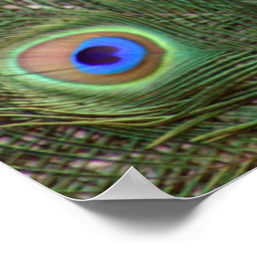 Belle affiche encadrée de paon (Coin)