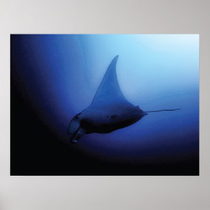 Belle affiche Manta Ray