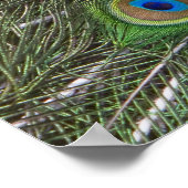 Belle affiche Peacock (Coin)