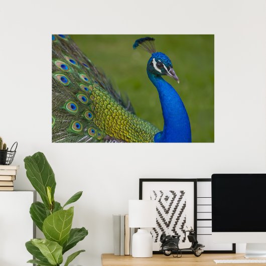 Belle affiche Peacock (Bureau à domicile)