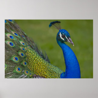 Belle affiche Peacock